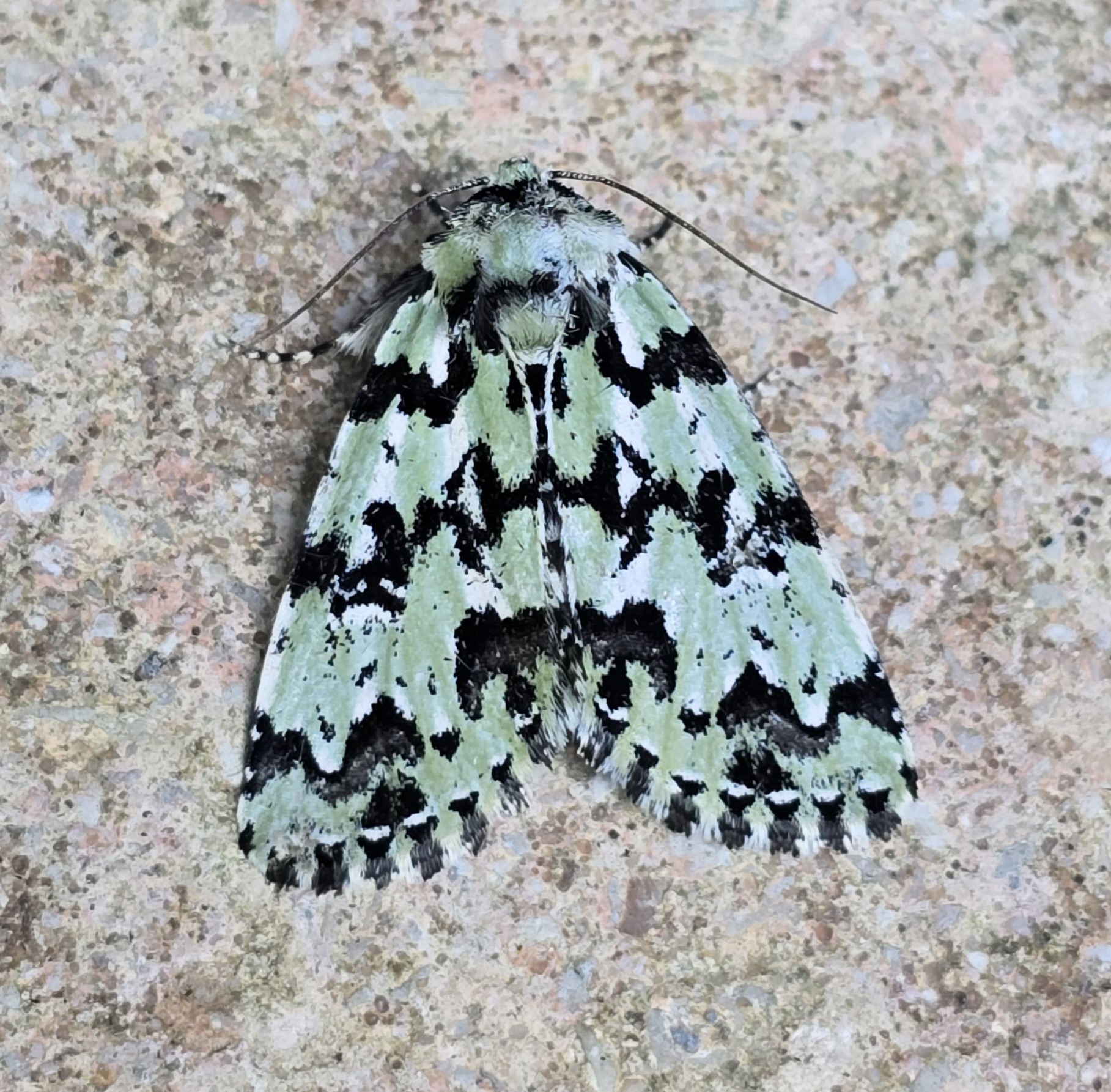 The **Scarce Merveille du Jour (Moma alpium)**. A striking moth with shimmering green and black marbled wings, resembling lichen-covered bark. Found in mature woodlands, it flies from June to August. Its larvae feed mainly on oak.
A true woodland jewel and also the first I've ever seen!